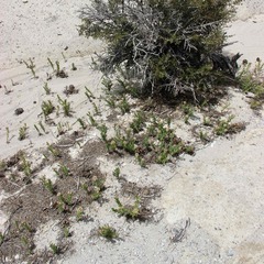 Comandra umbellata pallida