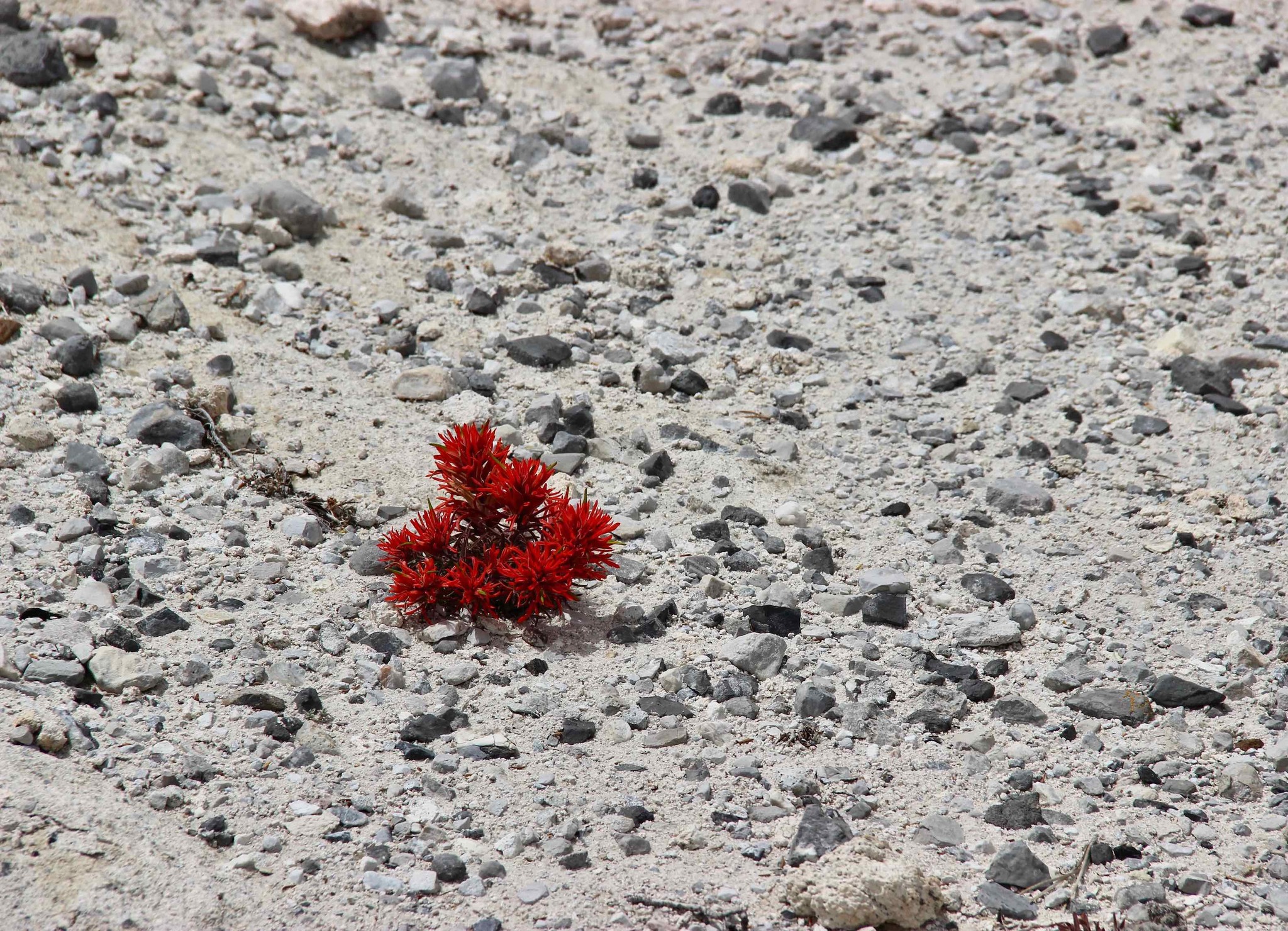 Castilleja scabrida var. barnebyana