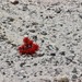 Barneby's Indian Paintbrush - Photo (c) Hollis Marriott, some rights reserved (CC BY-NC), uploaded by Hollis Marriott