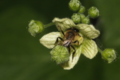 Andrena florea