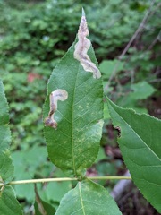 Cameraria caryaefoliella