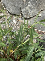 Rumex triangulivalvis