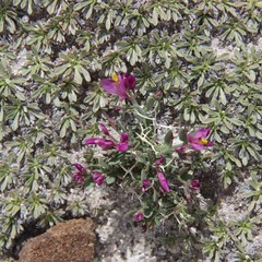 Rhinotropis subspinosa