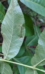 Cameraria caryaefoliella