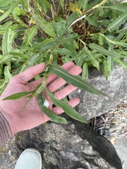 Rumex triangulivalvis