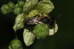 Andrena florea