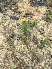 Hypericum sphaerocarpum