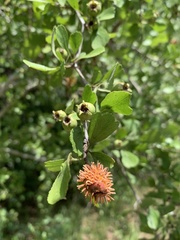 Gymnosporangium clavipes