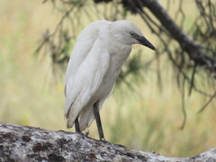 Bubulcus ibis