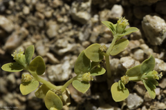 Euphorbia ocellata