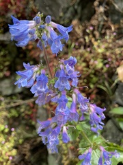 Penstemon ovatus