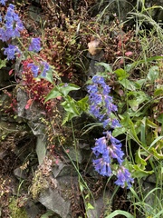 Penstemon ovatus