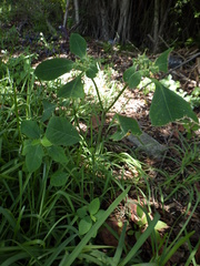 Euphorbia heterophylla image