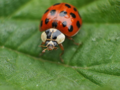 Harmonia axyridis