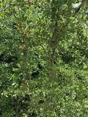 Gymnosporangium clavipes