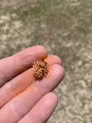 Gymnosporangium clavipes