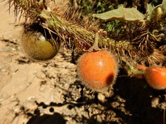 Solanum hirtum