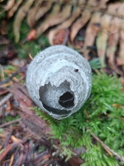 Dolichovespula arctica