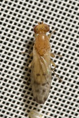 Opomyza florum