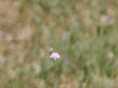 Satyrium esculi