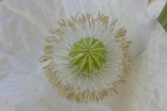 Papaver somniferum