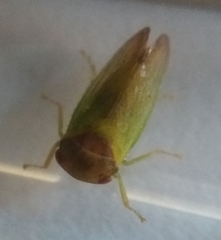 Iassus lanio