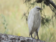 Bubulcus ibis
