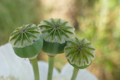 Papaver somniferum