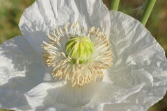 Papaver somniferum
