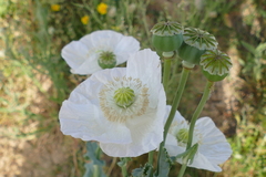 Papaver somniferum