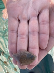 Citharichthys spilopterus