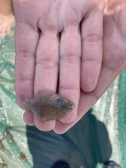 Citharichthys spilopterus