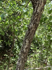 Gymnosporangium clavipes