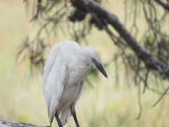 Bubulcus ibis