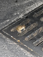 Osteopilus septentrionalis
