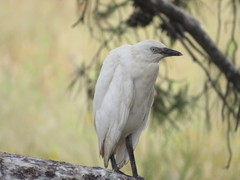 Bubulcus ibis