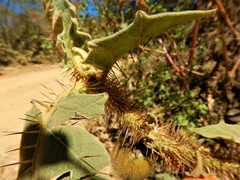 Solanum hirtum