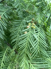 Taxodiomyia cupressi