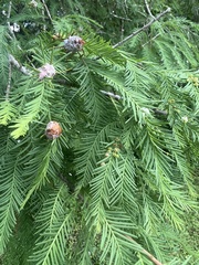Taxodiomyia cupressi