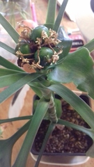Dracaena cristula