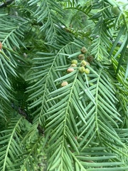 Taxodiomyia cupressi