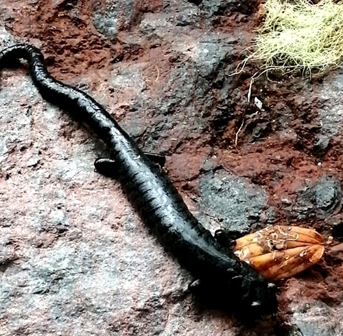 Magnificent Web-Footed Salamander, Bolitoglossa magnifica