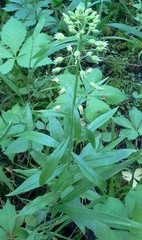 Borodinia canadensis