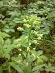 Borodinia canadensis