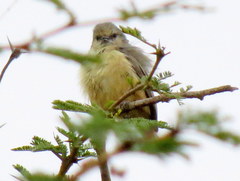 Anthoscopus caroli hellmayri