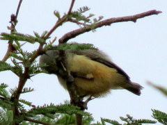 Anthoscopus caroli hellmayri