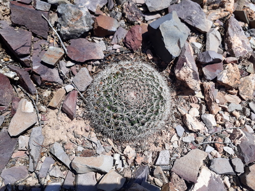 Mammillaria grusonii