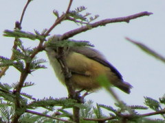 Anthoscopus caroli hellmayri
