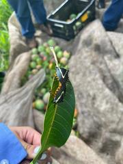 Ramosiana insignis