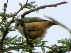 Anthoscopus caroli hellmayri